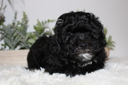 Welpen der Rasse Russskaya tsvetnaya bolonka 