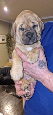 Hallo liebe Hundeverrückten, Unsere Babys sind da! Am