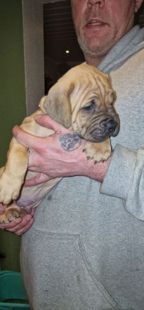 Hallo liebe Hundeverrückten, Unsere Babys sind da! Am