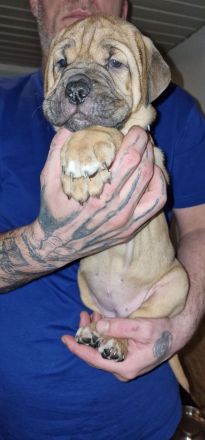 Hallo liebe Hundeverrückten, Unsere Babys sind da! Am