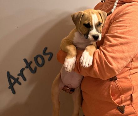 Am 30.08.22 hat unsere Coco 10 wunderschöne Welpen auf