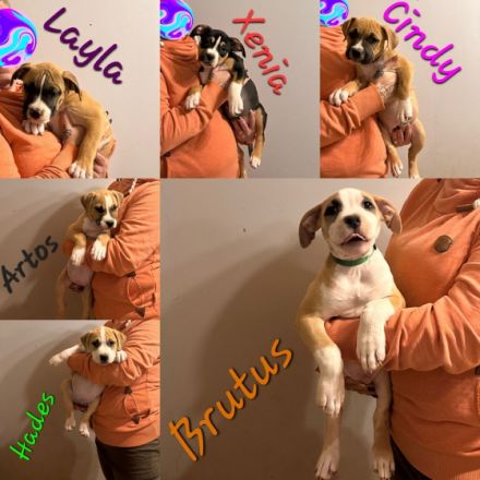 Am 30.08.22 hat unsere Coco 10 wunderschöne Welpen auf