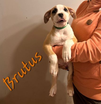 Am 30.08.22 hat unsere Coco 10 wunderschöne Welpen auf