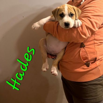 Am 30.08.22 hat unsere Coco 10 wunderschöne Welpen auf