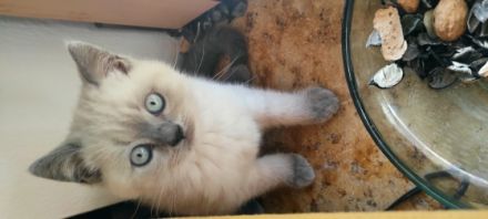 Unsere süßen Kittchen sind am 03. September auf die