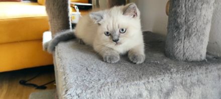 Unsere süßen Kittchen sind am 03. September auf die