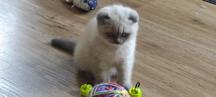 Unsere süßen Kittchen sind am 03. September auf die