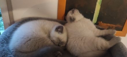 Unsere süßen Kittchen sind am 03. September auf die