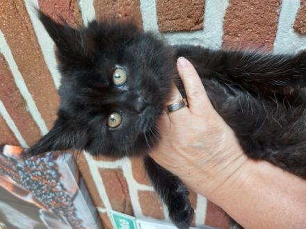 Unsere Marley Maine Coon hat sich in Balu Britisch