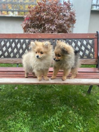 Milo, Zwergspitz (Pomeranian) Welpe MILO und MIRO Rüden