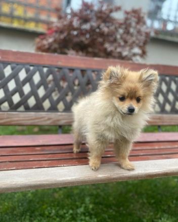 Milo, Zwergspitz (Pomeranian) Welpe MILO und MIRO Rüden