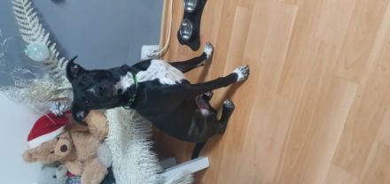 Sein Name ist Teddy. Er ist 6 Monate alt. Er hat alle