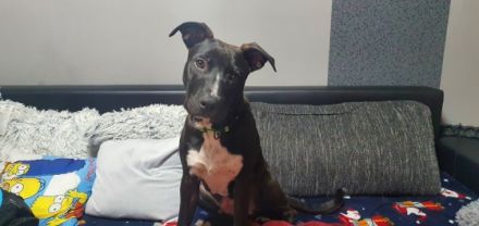 Sein Name ist Teddy. Er ist 6 Monate alt. Er hat alle