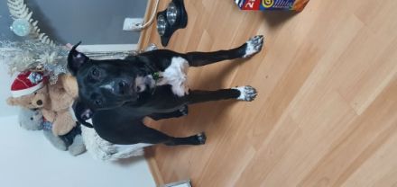 Sein Name ist Teddy. Er ist 6 Monate alt. Er hat alle