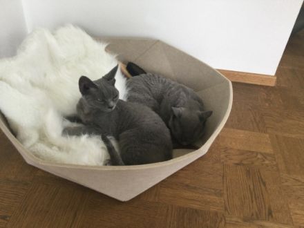 Steven und Alice, Devon Rex Kater, 5 Jahre und Devon