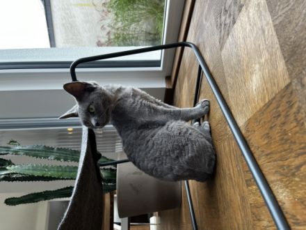 Steven und Alice, Devon Rex Kater, 5 Jahre und Devon