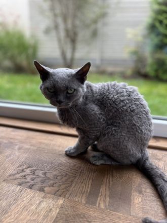 Steven und Alice, Devon Rex Kater, 5 Jahre und Devon