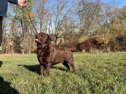 Fredo Blossoming Meadow