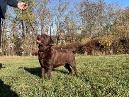 Fredo Blossoming Meadow