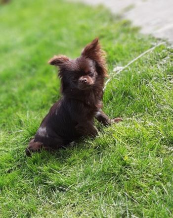 Chihuahuas dat Snuutje van de Ost