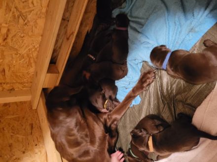 Liebe Labrador Retriever Liebhaber/innen, am 20.11.2022