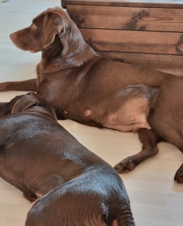 Liebe Labrador Retriever Liebhaber/innen, am 20.11.2022