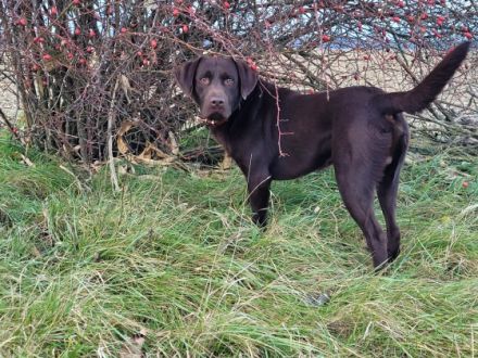 Liebe Labrador Retriever Liebhaber/innen, am 20.11.2022