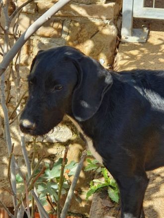 Wir sind Lorenzo, Laluc und Jamie Oliver, ca. 5 Monate