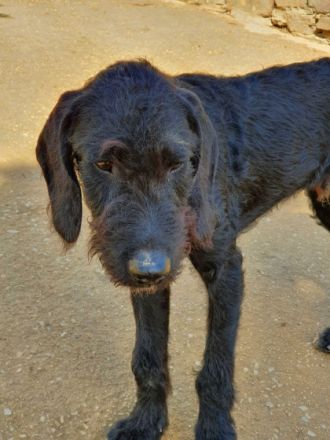 Wir sind Lorenzo, Laluc und Jamie Oliver, ca. 5 Monate