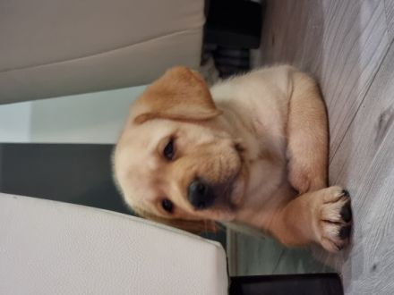 Aga, Astra, Asia, Adela, Welpen sind extrem gutmütig