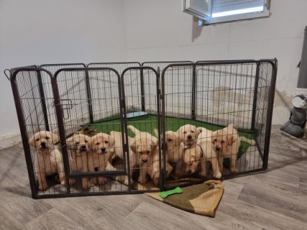 Aga, Astra, Asia, Adela, Welpen sind extrem gutmütig