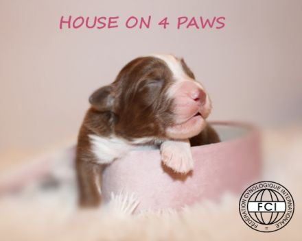 Der Zucht "House on 4 Paws" ist stolz darauf, den