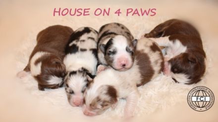 Der Zucht "House on 4 Paws" ist stolz darauf, den
