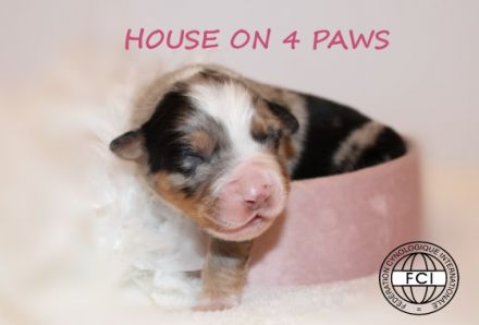 Der Zucht "House on 4 Paws" ist stolz darauf, den
