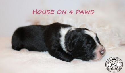 Der Zucht "House on 4 Paws" ist stolz darauf, den