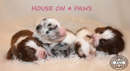 Der Zucht "House on 4 Paws" ist stolz darauf, den
