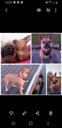 Unsere Hündin Mila hat am 4.10.22 auf natürlichen Weg 4