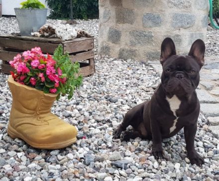 Unsere Hündin Mila hat am 4.10.22 auf natürlichen Weg 4