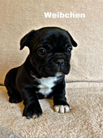 Unsere Hündin Mila hat am 4.10.22 auf natürlichen Weg 4