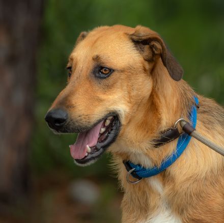 Muffin, Cupcake, Brownie - drei unterschiedliche Charaktere