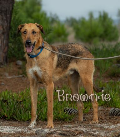 Muffin, Cupcake, Brownie - drei unterschiedliche Charaktere