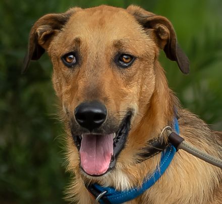 Muffin, Cupcake, Brownie - drei unterschiedliche Charaktere