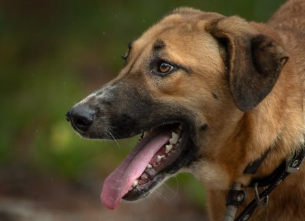 Muffin, Cupcake, Brownie - drei unterschiedliche Charaktere