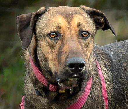Muffin, Cupcake, Brownie - drei unterschiedliche Charaktere