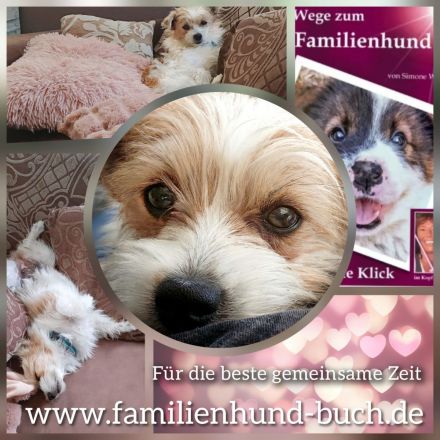 Buch für Welpenkäufer Wege zum Familienhund