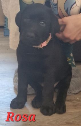 Hallöchen, wir bieten hier Reinrassige Labrador Welpen