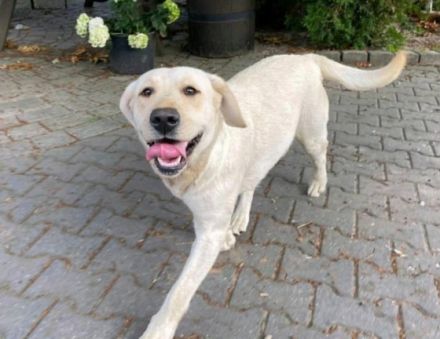 Hallöchen, wir bieten hier Reinrassige Labrador Welpen