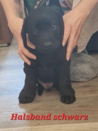 Hallöchen, wir bieten hier Reinrassige Labrador Welpen