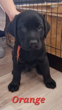Hallöchen, wir bieten hier Reinrassige Labrador Welpen