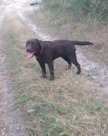 Hallöchen, wir bieten hier Reinrassige Labrador Welpen